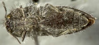 Media type: image;   Entomology 24430 Aspect: habitus ventral view